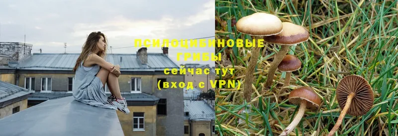 Галлюциногенные грибы Psilocybine cubensis  Кизилюрт 