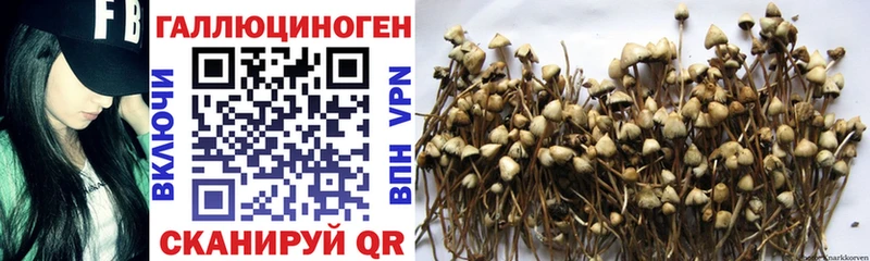 Галлюциногенные грибы MAGIC MUSHROOMS  купить наркотики сайты  Кизилюрт 